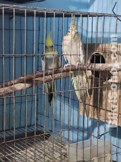 Cockatiel bird